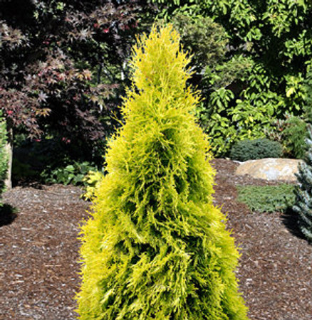 Thuja occidentalis Jantar PP#22296 Golden Emerald Arborvitae