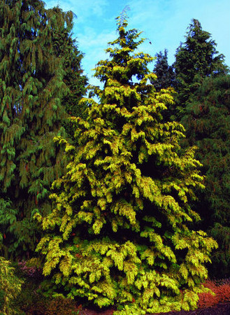 Thuja plicata Zebrina Extra Gold Golden Western Red Cedar