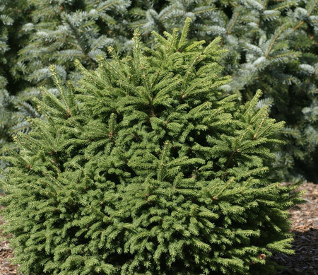 Picea abies Mucronata Dwarf Norway Spruce