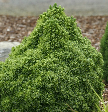 Picea glauca Humpty Dumpty Dwarf Alberta Spruce