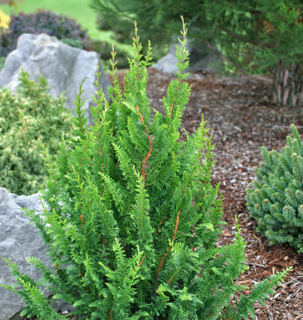 Chamaecyparis obtusa Filicoides Compacta Hinoki Cypress