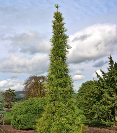 Sciadopitys verticillata Joe Kozey Narrow Japanese Umbrella Pine