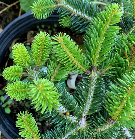 Abies bornmuelleriana Franke Dwarf Turkish Fir