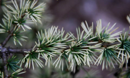 Cedrus atlantica Sahara Ice White Atlas Cedar