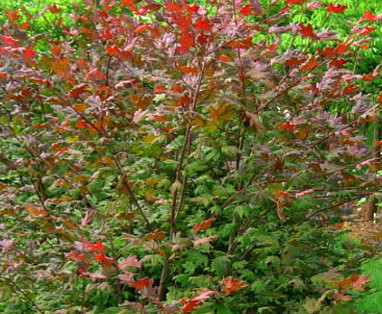 Acer circinatum 'Pacific Purple' Vine Maple - Kigi Nursery