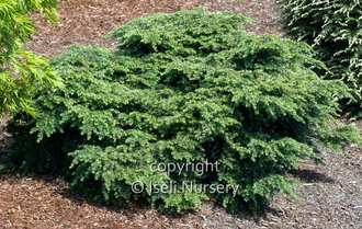 Tsuga canadensis 'Gracilis' Dwarf Spreading Hemlock - Kigi Nursery