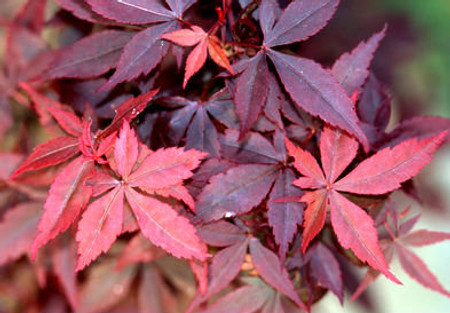 Acer palmatum Hime shojo Dwarf Japanese Maple