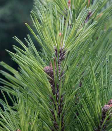 Pinus mugo Misty Dwarf Variegated Pine