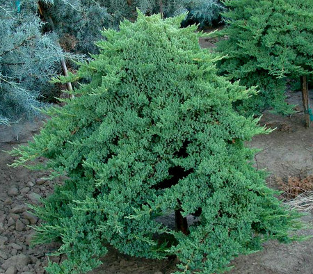 Juniperus procumbens Nana Dwarf Japanese Garden Juniper