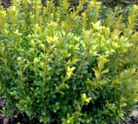 Buxus sinica var. insularis Wee Willie® Dwarf Korean Boxwood