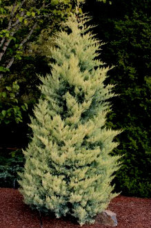 Cupressus glabra Aurea Golden Arizona Cypress