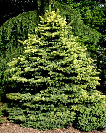 Picea pungens Colonial Gold Golden Colorado Spruce