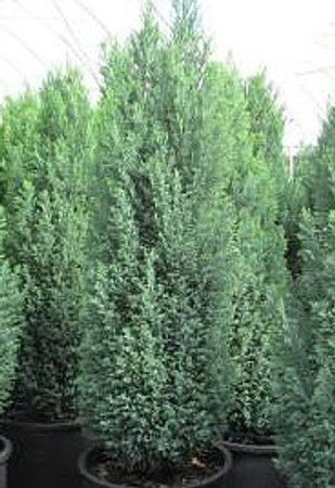 Chamaecyparis lawsoniana Ellwood's Pygmy Dwarf Lawsons Cypress