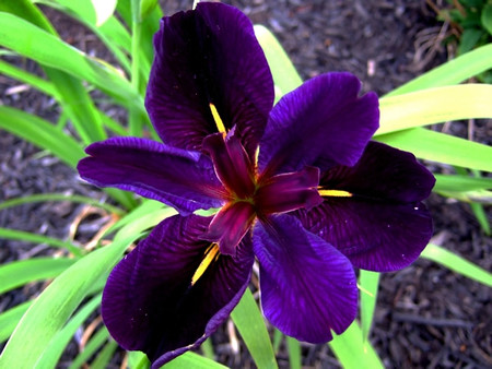 Iris x louisiana Black Gamecock Purple Flower