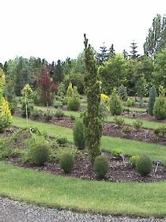 Taxus cuspidata Minute Westons Dwarf Narrow Japanese Yew