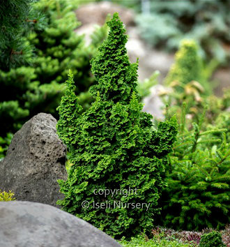 ハイノキ3 Thuja occidentalis 'IslPrim' Primo® Dwarf Arborvitae - Kigi Nursery