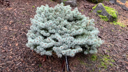 Picea pungens 'Blaukissen' Miniature Colorado Blue Spruce