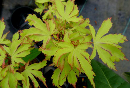 Acer palmatum Anne Irene Japanese Maple Tree