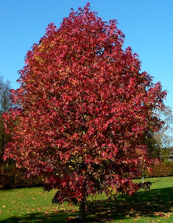 Liquidambar styraciflua Palo Alto Fall Red Sweet Gum
