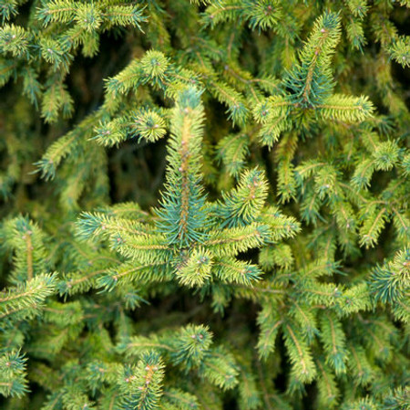 Picea abies Gold Dust Dwarf Variegated Norway Spruce