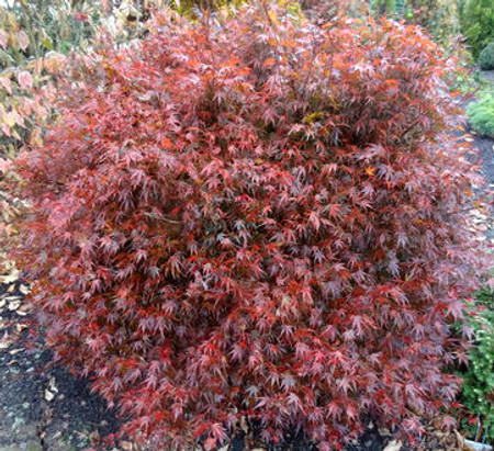 Acer palmatum Kuro hime