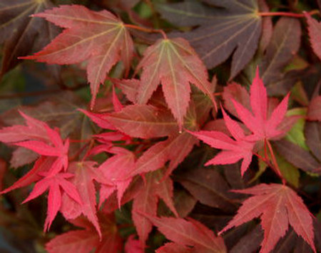 Acer palmatum Ruslyn In The Pink Japanese Maple
