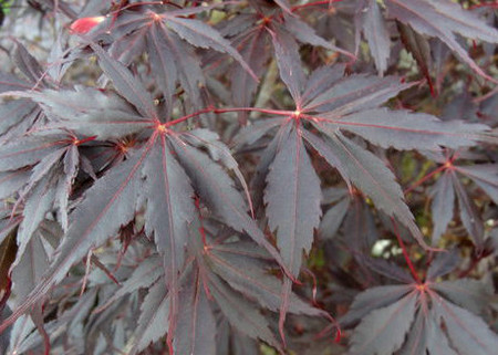 Acer palmatum Peve Stanley Japanese Maple Tree