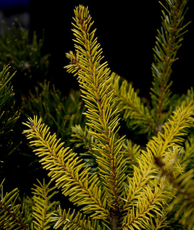 Picea omorika Aurea Golden Serbian Spruce