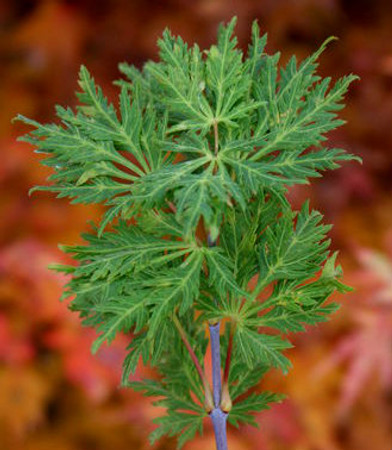 Acer shirasawanum Green Snowflake