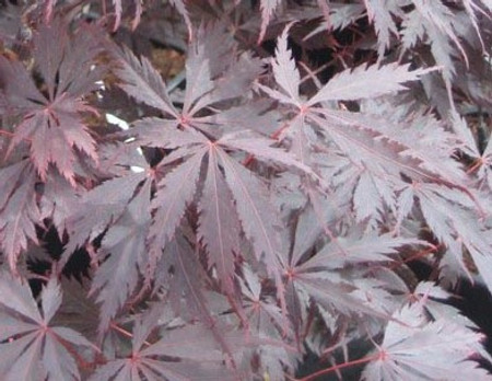 Acer palmatum dissectum Black Lace Cutleaf Japanese Maple