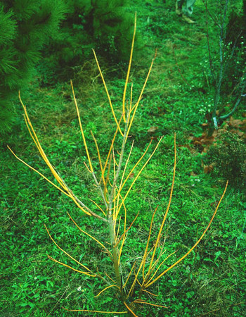 Acer negundo Winter Lightning Box Elder Tree