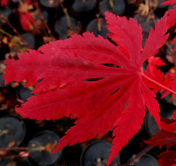Acer shirasawanum 'Gloria' Red Leaf Shirasawa's Maple - Kigi Nursery