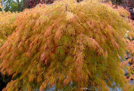 Acer palmatum dissectum Ottos Dwarf Japanese Maple