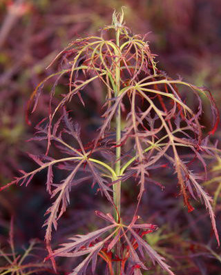 Acer palmatum Baby Lace Dwarf Japanese Maple