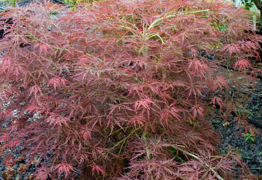 Acer palmatum Irish Lace Japanese Maple