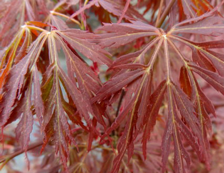 Acer palmatum Lionheart Japanese Maple