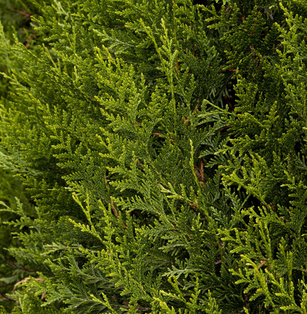 Thuja plicata Green Sport Pyramidal Western Red Cedar