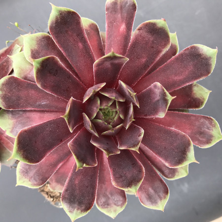 Sempervivum Ruby Heart Hens and Chicks