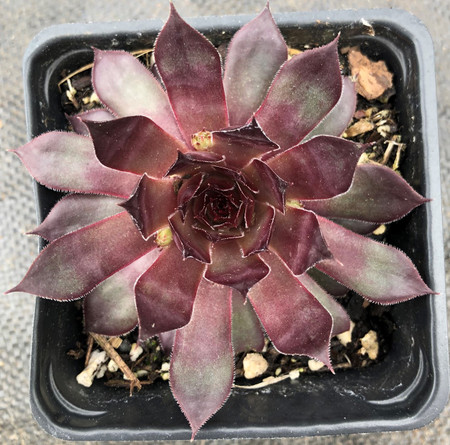 Sempervivum Jeramia Hens and Chicks