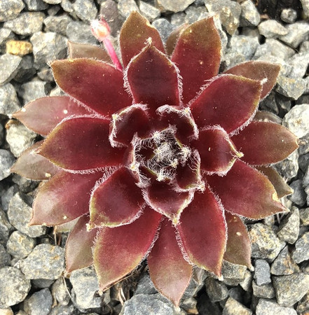 Sempervivum Beta Hens and Chicks