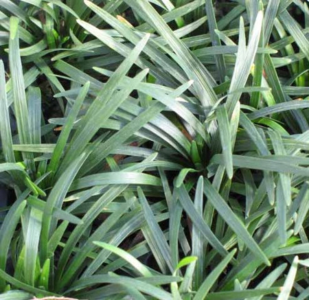 Ophiopogon japonicus Nanus Dwarf Mondo Grass