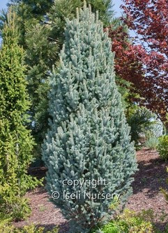 Picea pungens Iseli Fastigiate Narrow Colorado Blue Spruce