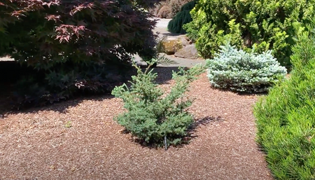 Picea rubens Pocono Dwarf Red Spruce