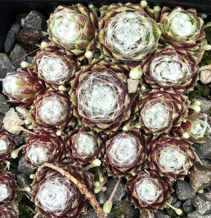 Sempervivum arachnoideum Cobweb Joy Houseleek