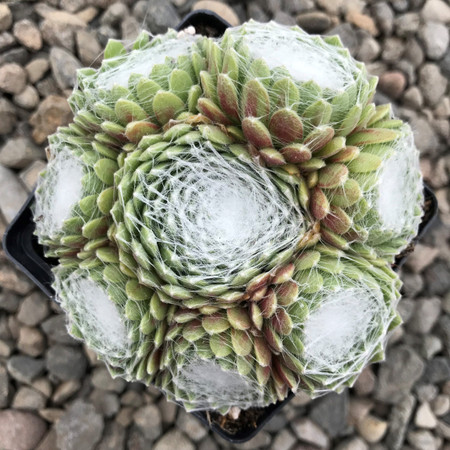 Sempervivum arachnoideum Spumanti Houseleek