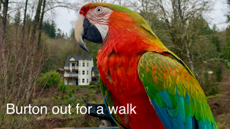 Jubilee Macaw Hybrid Parrot