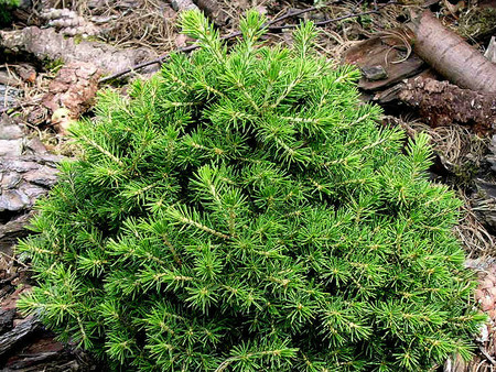 Dans Dwarf Norway Spruce