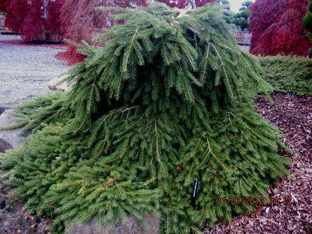 Weeping Norway Spruce Formanek