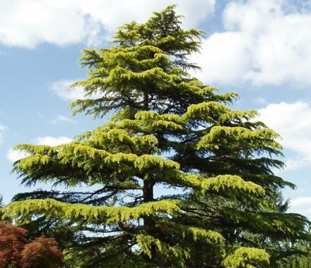 Cedrus deodara Aurea Golden Deodar Cedar