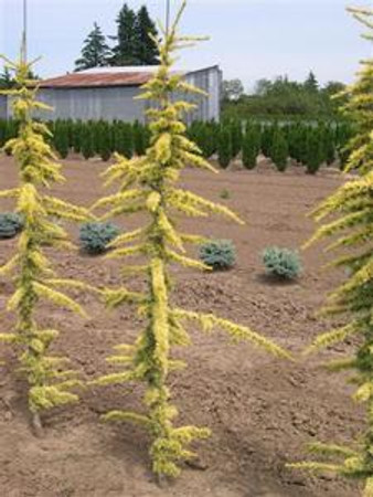 Cedrus atlantica Glauca Aurea Golden Blue Atlas Cedar